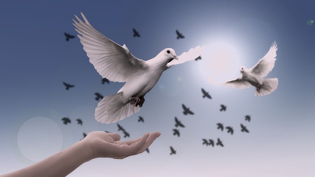 dove, peace, breaking free